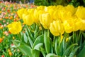 Spring background with beautiful yellow tulips in Keukenhof garden, Netherlands Royalty Free Stock Photo