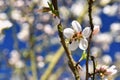 Spring background. Beautifully blossoming tree with a bee. Flower in nature. Royalty Free Stock Photo