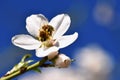 Spring background. Beautifully blossoming tree with a bee. Flower in nature. Royalty Free Stock Photo