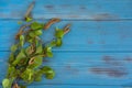 Spring background with birch branches on a blue wooden background with a place for inscription. Frame for spring text