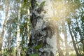 Spring background is a birch tree with young green leaves illuminated by sunlight and glare. Beautiful spring landscape in the Royalty Free Stock Photo