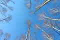 Spring background. Birch trees in the forest against the blue sky. Royalty Free Stock Photo