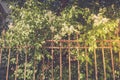 Blooming apple tree behind rusty iron fence. Retro toned. Royalty Free Stock Photo