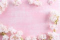 Spring background. Spring blooming branches on pink wooden background. Apple blossoms