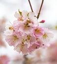 spring background blooming garden blooming twig.twig with flowers Royalty Free Stock Photo