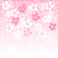 Spring background with blooming japanese cherry tree,