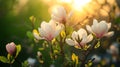 Spring background with blooming magnolias. Royalty Free Stock Photo