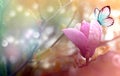 Spring background with blooming pink magnolia flowers and flying butterfly. Royalty Free Stock Photo