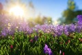 Spring background with blooming purple flowers