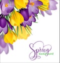 Spring background with blooming spring flowers, crocuses. Vector Royalty Free Stock Photo