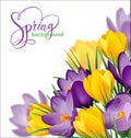 Spring background with blooming spring flowers, crocuses. Vector Royalty Free Stock Photo