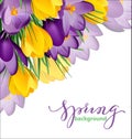 Spring background with blooming spring flowers, crocuses. Vector Royalty Free Stock Photo