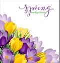 Spring background with blooming spring flowers, crocuses. Vector Royalty Free Stock Photo