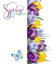 Spring background with blooming spring flowers, crocuses. Vector Royalty Free Stock Photo