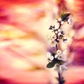 Spring background with blooming tree cherry, bokeh bright red, o Royalty Free Stock Photo