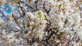 Spring background with blooming tree, white plum flowers Royalty Free Stock Photo