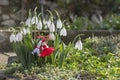 Spring background. Blossom snowdrops, martenitsa or martishor. Bulgarian symbol of begining of spring, March 1 holliday