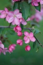 Spring background with Blossoming branch of Pink apple tree Royalty Free Stock Photo
