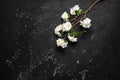 Spring background, blossoming cherry branch artificial on a black stone grunge background. Top view, flat lay