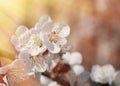 blossoming cherry tree, flowers on the tree blossomed in spring in the park, in the sun, filter applied Royalty Free Stock Photo