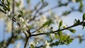 Spring background of a blossoming plum tree. Closeup view