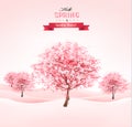 Spring background with blossoming sakura trees.