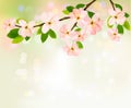 Spring background with blossoming tree Royalty Free Stock Photo