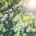 Spring background, blossoming tree branch Royalty Free Stock Photo