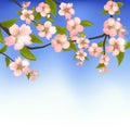 Spring Background of a Blossoming Tree Branch with Flowers Royalty Free Stock Photo