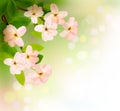 Spring background with blossoming tree brunch Royalty Free Stock Photo