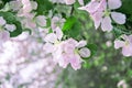 Spring background. Blossoming tree Royalty Free Stock Photo