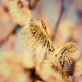 Spring background with blossoming willow catkins