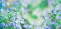 Spring background with blue flowers forget me nots and greenery Royalty Free Stock Photo