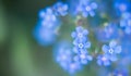 Spring background with blue flowers forget me nots and greenery Royalty Free Stock Photo