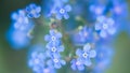 Spring background with blue flowers forget me nots and greenery Royalty Free Stock Photo