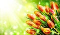 Spring background with a bouquet of tulips, green, yellow, red, Sunny, bokeh circles, glitter, bright, flowers, Tulip buds, Royalty Free Stock Photo