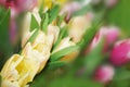 Spring background of bouquets of multicolored tulips. Royalty Free Stock Photo