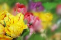 Spring background of bouquets of multicolored tulips. Royalty Free Stock Photo