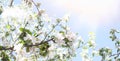 Spring background. Branches of a blossoming apple tree in the sunshine against a blue sky.