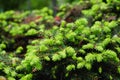 Spring background of bright fresh spruce branches Bright green shoots of juniper spruce. Young shoots of pine trees Royalty Free Stock Photo