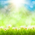 Spring background with camomiles Royalty Free Stock Photo