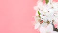 Spring background. Cherry Blossom trees, white Sakura flowers and green leaves on coral pink background. Easter greeting card