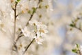 The spring background with cherry blossoming twigs.