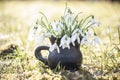 Spring background with closeup with snowdrops in handmade vase of black pottery Royalty Free Stock Photo