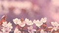 Spring background - copy space. Beautiful Japanese cherry blossoms on a clean colored natural background on a sunny day. Spring Royalty Free Stock Photo