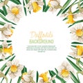 Spring background with daffodils. Postcard, banner for Easter. Spring time. Frame with delicate spring flowers. Royalty Free Stock Photo