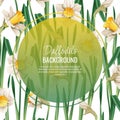 Spring background with daffodils. Postcard, banner for Easter. Spring time. Frame with delicate spring flowers. Royalty Free Stock Photo