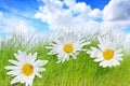 Spring background with daisies