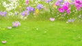 Spring background with daisies, dandelions and grass Royalty Free Stock Photo