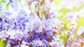 Spring background of delicate blue flowers of forget-me-nots Royalty Free Stock Photo